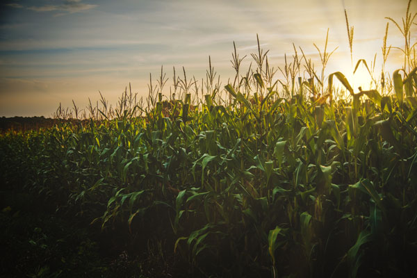 A corn field, one of the crops that can be refined into ethanol fuel.